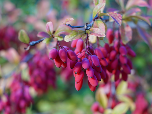 Why Berberine After GLP-1 Therapy? A Clinical Perspective on Metabolic Support